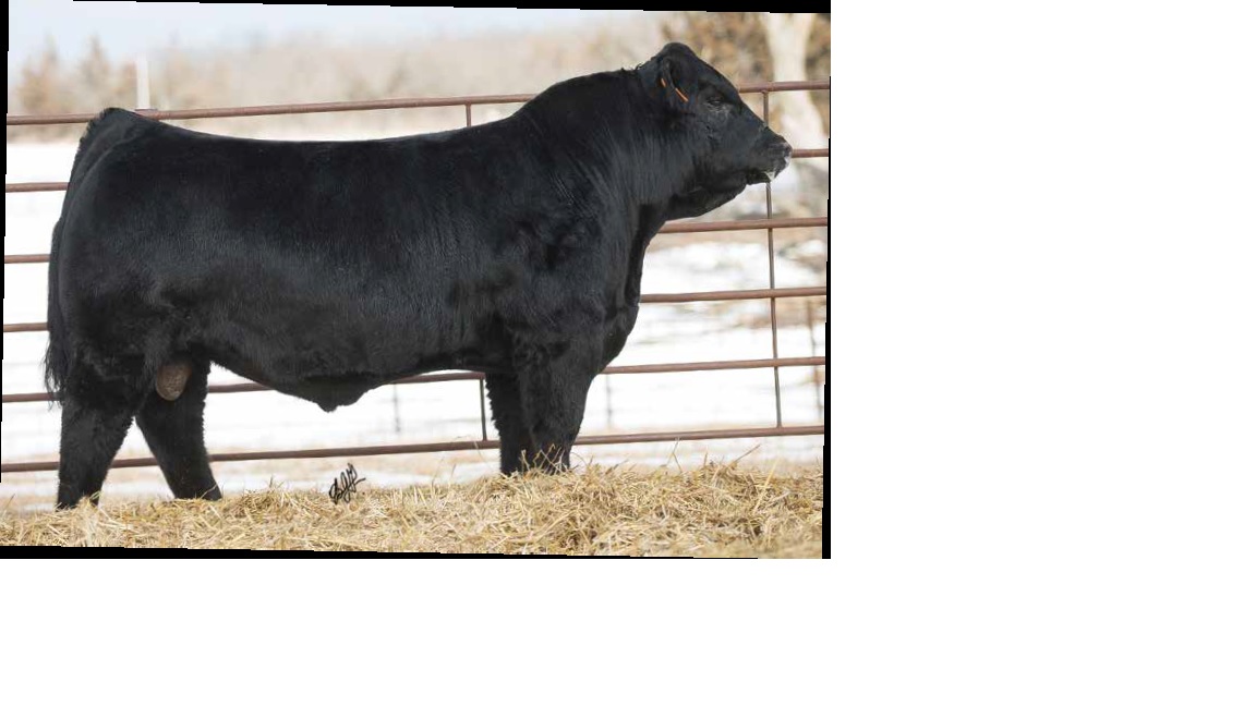 100 Black and Red Limousin, Lim-Flex, and Angus Bulls Available Now